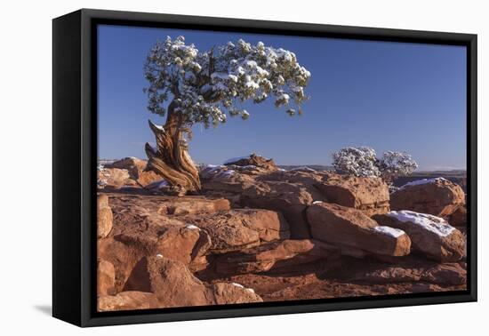 USA, Utah, Dead Horse Point, Canyonlands National Park, Lone Pine-John Ford-Framed Premier Image Canvas