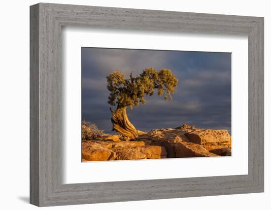 USA, Utah, Dead Horse Point State Park. Sunrise on Juniper Tree-Cathy & Gordon Illg-Framed Photographic Print