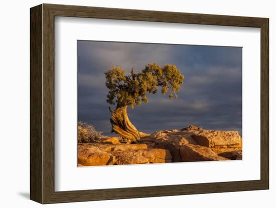 USA, Utah, Dead Horse Point State Park. Sunrise on Juniper Tree-Cathy & Gordon Illg-Framed Photographic Print