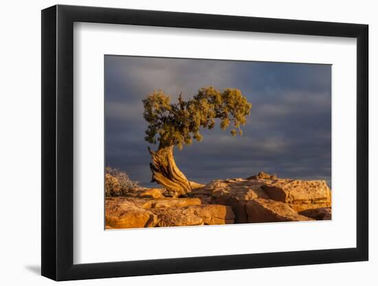 USA, Utah, Dead Horse Point State Park. Sunrise on Juniper Tree-Cathy & Gordon Illg-Framed Photographic Print