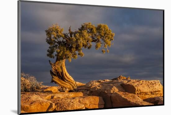 USA, Utah, Dead Horse Point State Park. Sunrise on Juniper Tree-Cathy & Gordon Illg-Mounted Photographic Print