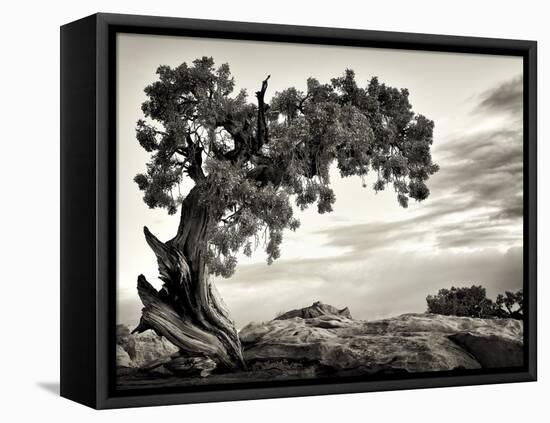 USA, Utah, Dead Horse State Park, Juniper Tree-Mark Sykes-Framed Premier Image Canvas