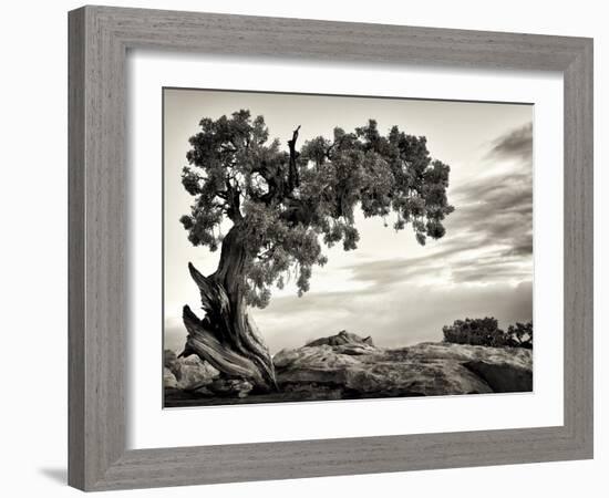 USA, Utah, Dead Horse State Park, Juniper Tree-Mark Sykes-Framed Photographic Print