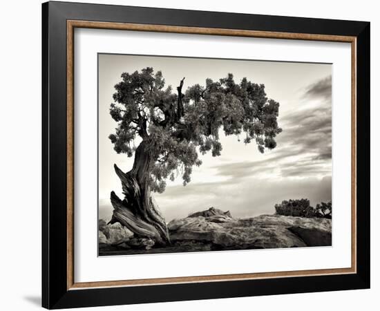 USA, Utah, Dead Horse State Park, Juniper Tree-Mark Sykes-Framed Photographic Print