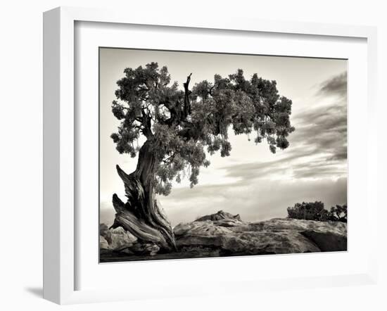 USA, Utah, Dead Horse State Park, Juniper Tree-Mark Sykes-Framed Photographic Print