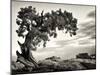 USA, Utah, Dead Horse State Park, Juniper Tree-Mark Sykes-Mounted Photographic Print