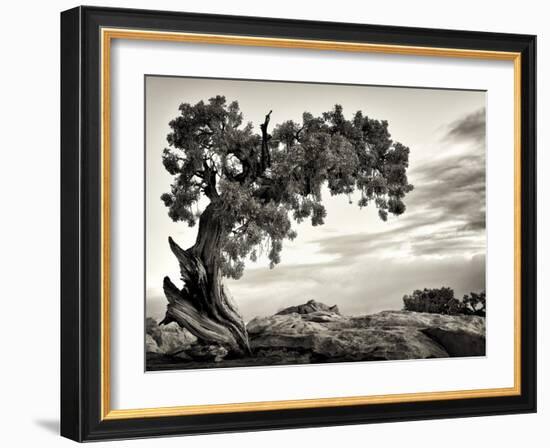 USA, Utah, Dead Horse State Park, Juniper Tree-Mark Sykes-Framed Photographic Print