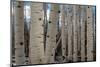 USA, Utah. Detail of aspen trunks in Manti-La Sal National Forest.-Judith Zimmerman-Mounted Photographic Print
