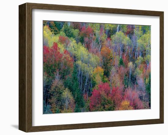 USA, Utah, east of Logan on highway 89 and Aspen Grove and Canyon Maple in autumn colors.-Sylvia Gulin-Framed Photographic Print