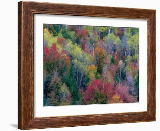 USA, Utah, east of Logan on highway 89 and Aspen Grove and Canyon Maple in autumn colors.-Sylvia Gulin-Framed Photographic Print