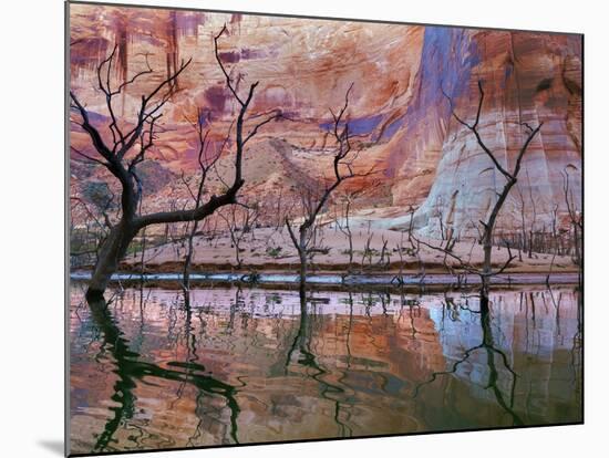 USA, Utah, Glen Canyon Nra. Drought Reveals Dead Trees-Jaynes Gallery-Mounted Photographic Print