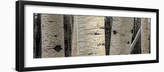 USA, Utah. Panoramic detail of aspen trunks in Manti-La Sal National Forest.-Judith Zimmerman-Framed Photographic Print