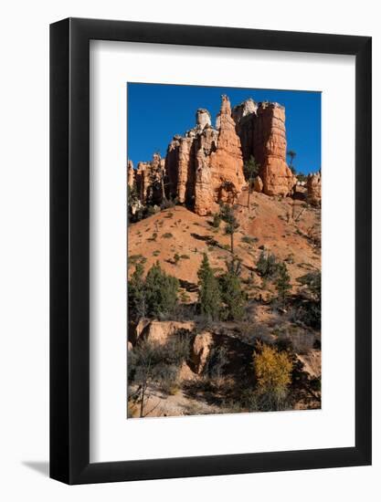 USA, Utah. Pinyon pine and hoodoos, Bryce Canyon National Park.-Judith Zimmerman-Framed Photographic Print