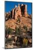 USA, Utah. Pinyon pine and hoodoos, Bryce Canyon National Park.-Judith Zimmerman-Mounted Photographic Print