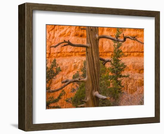 USA, Utah, Red Canyon. Rock formation and dead ponderosa pine tree.-Jaynes Gallery-Framed Photographic Print