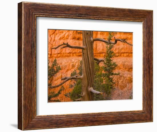 USA, Utah, Red Canyon. Rock formation and dead ponderosa pine tree.-Jaynes Gallery-Framed Photographic Print