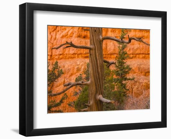 USA, Utah, Red Canyon. Rock formation and dead ponderosa pine tree.-Jaynes Gallery-Framed Photographic Print