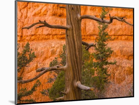 USA, Utah, Red Canyon. Rock formation and dead ponderosa pine tree.-Jaynes Gallery-Mounted Photographic Print