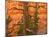 USA, Utah, Red Canyon. Rock formation and dead ponderosa pine tree.-Jaynes Gallery-Mounted Photographic Print