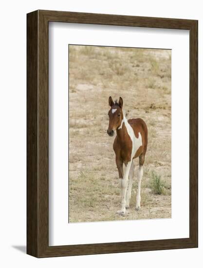 USA, Utah, Tooele County. Wild horse foal close-up.-Jaynes Gallery-Framed Photographic Print