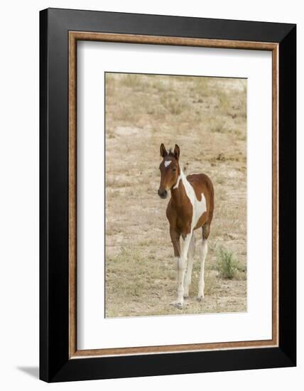 USA, Utah, Tooele County. Wild horse foal close-up.-Jaynes Gallery-Framed Photographic Print