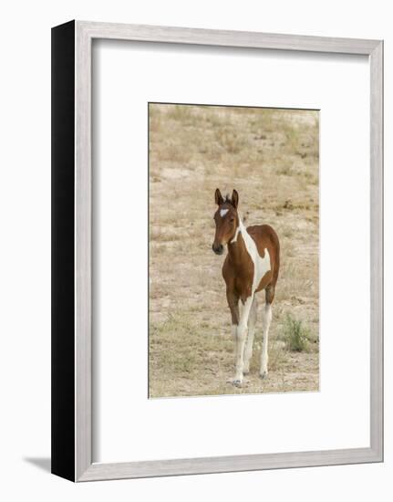 USA, Utah, Tooele County. Wild horse foal close-up.-Jaynes Gallery-Framed Photographic Print