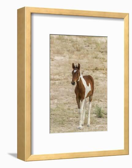 USA, Utah, Tooele County. Wild horse foal close-up.-Jaynes Gallery-Framed Photographic Print