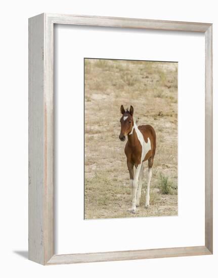 USA, Utah, Tooele County. Wild horse foal close-up.-Jaynes Gallery-Framed Photographic Print