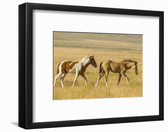 USA, Utah, Tooele County. Wild horse foals walking.-Jaynes Gallery-Framed Photographic Print