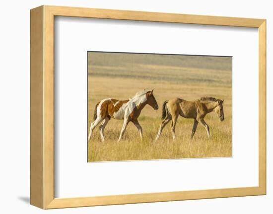 USA, Utah, Tooele County. Wild horse foals walking.-Jaynes Gallery-Framed Photographic Print