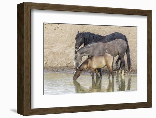 USA, Utah, Tooele County. Wild horses drinking from waterhole.-Jaynes Gallery-Framed Photographic Print