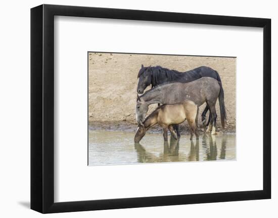 USA, Utah, Tooele County. Wild horses drinking from waterhole.-Jaynes Gallery-Framed Photographic Print