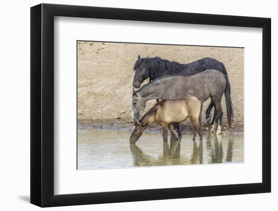 USA, Utah, Tooele County. Wild horses drinking from waterhole.-Jaynes Gallery-Framed Photographic Print