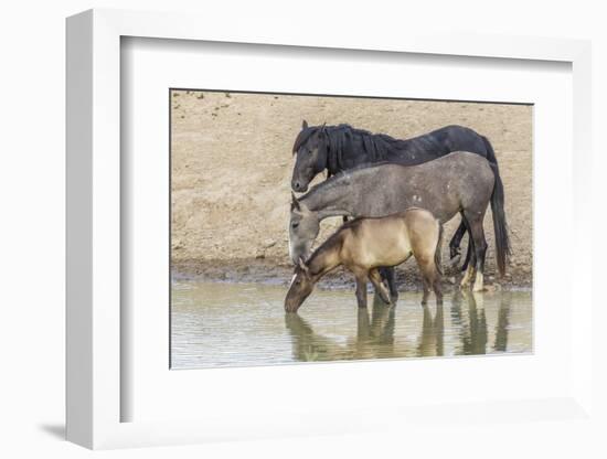 USA, Utah, Tooele County. Wild horses drinking from waterhole.-Jaynes Gallery-Framed Photographic Print