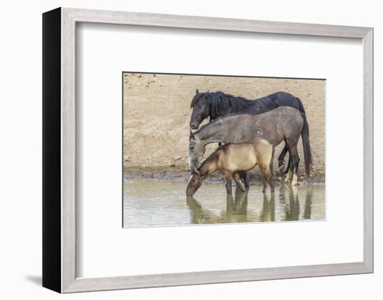 USA, Utah, Tooele County. Wild horses drinking from waterhole.-Jaynes Gallery-Framed Photographic Print