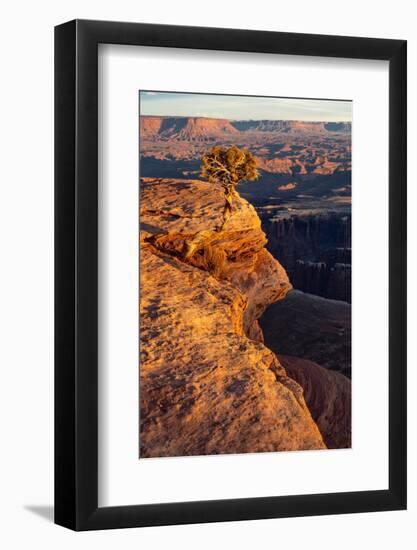 USA, Utah. Twisted juniper at an overlook, Dead Horse Point State Park.-Judith Zimmerman-Framed Photographic Print