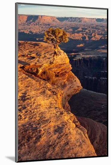 USA, Utah. Twisted juniper at an overlook, Dead Horse Point State Park.-Judith Zimmerman-Mounted Photographic Print