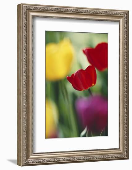 USA, Utah, View of Tulips Garden in Cache Valley-Scott T. Smith-Framed Photographic Print