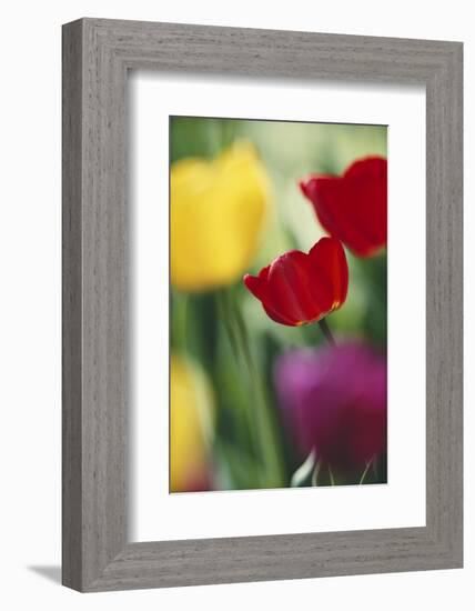 USA, Utah, View of Tulips Garden in Cache Valley-Scott T. Smith-Framed Photographic Print