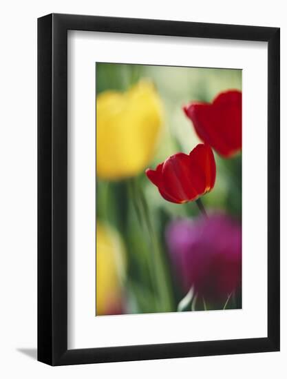 USA, Utah, View of Tulips Garden in Cache Valley-Scott T. Smith-Framed Photographic Print