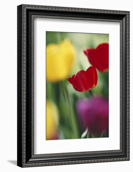 USA, Utah, View of Tulips Garden in Cache Valley-Scott T. Smith-Framed Photographic Print