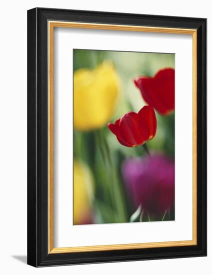 USA, Utah, View of Tulips Garden in Cache Valley-Scott T. Smith-Framed Photographic Print