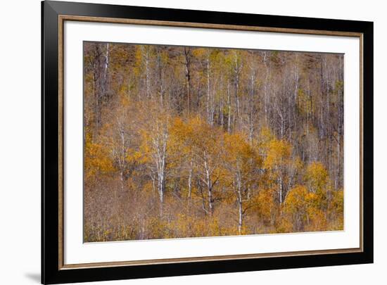 USA, Utah, Woodruff aspen trees along highway 39-Sylvia Gulin-Framed Photographic Print