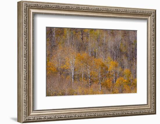 USA, Utah, Woodruff aspen trees along highway 39-Sylvia Gulin-Framed Photographic Print