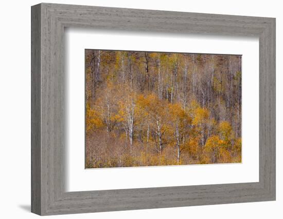 USA, Utah, Woodruff aspen trees along highway 39-Sylvia Gulin-Framed Photographic Print