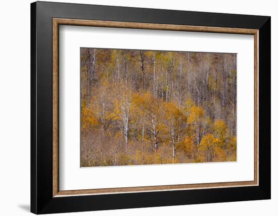 USA, Utah, Woodruff aspen trees along highway 39-Sylvia Gulin-Framed Photographic Print