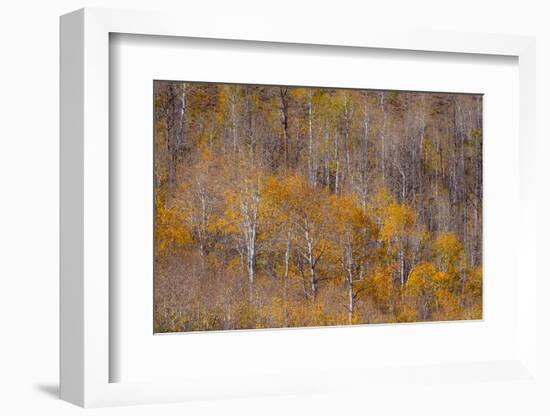 USA, Utah, Woodruff aspen trees along highway 39-Sylvia Gulin-Framed Photographic Print