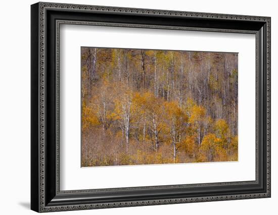 USA, Utah, Woodruff aspen trees along highway 39-Sylvia Gulin-Framed Photographic Print