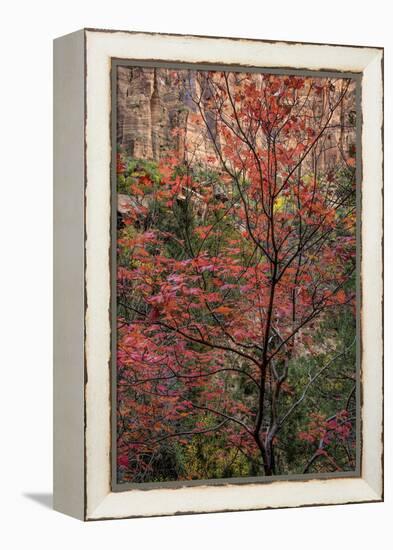 USA, Utah, Zion National Park. Autumn Scenic-Jay O'brien-Framed Premier Image Canvas