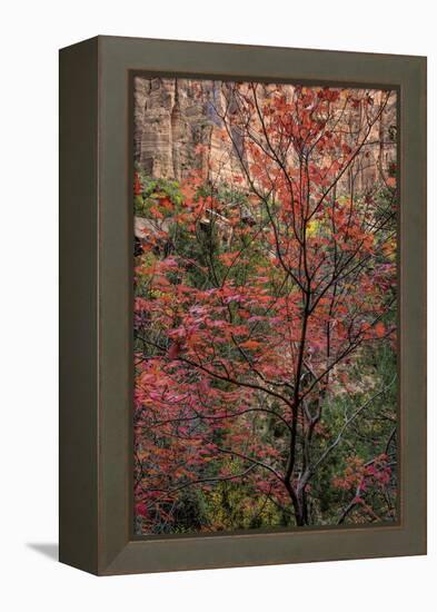 USA, Utah, Zion National Park. Autumn Scenic-Jay O'brien-Framed Premier Image Canvas